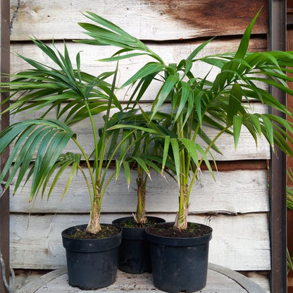 Kentia / Howea forsteriana