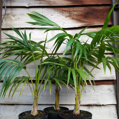 Kentia / Howea forsteriana