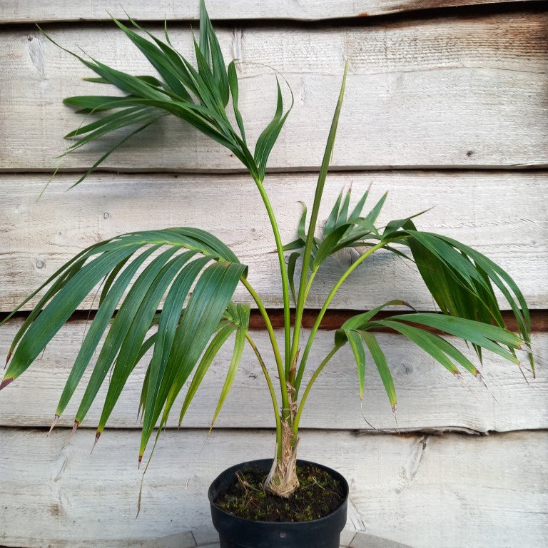 Kentia / Howea forsteriana