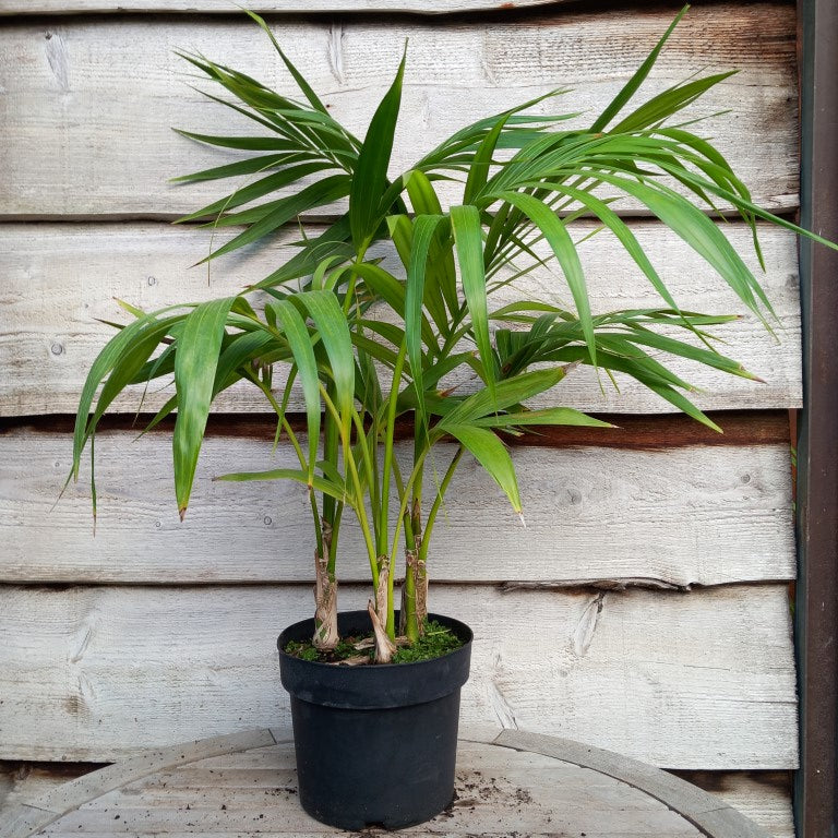 Kentia / Howea forsteriana