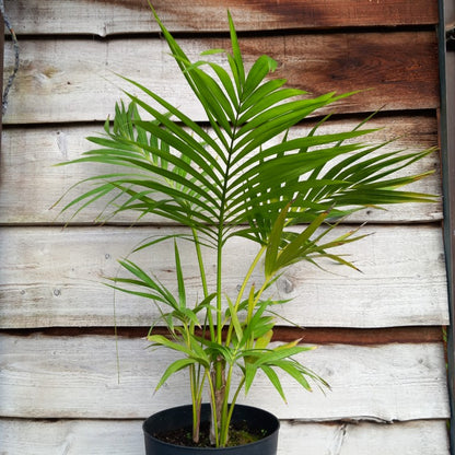 Kentia / Howea forsteriana