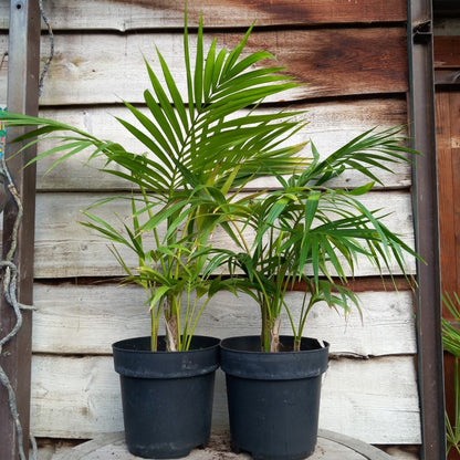 Kentia / Howea forsteriana