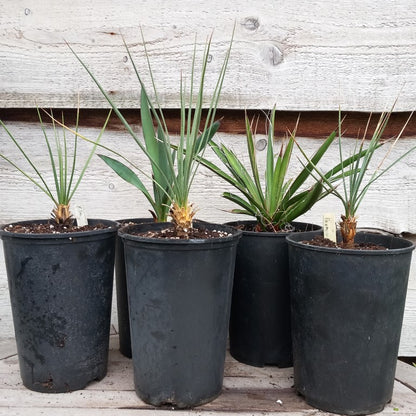 Yucca set linearifolia rostrata thompsoniana torryei carnerosana