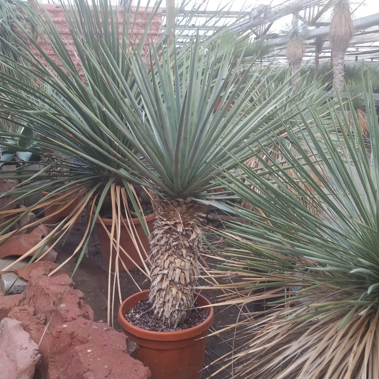 Yucca rigida