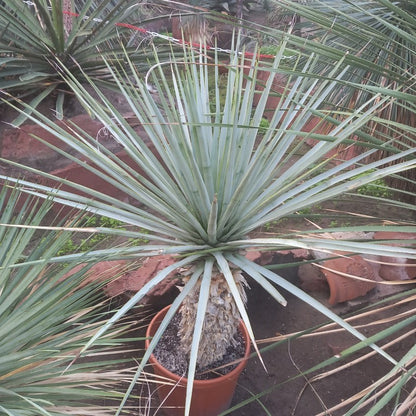 Yucca rigida