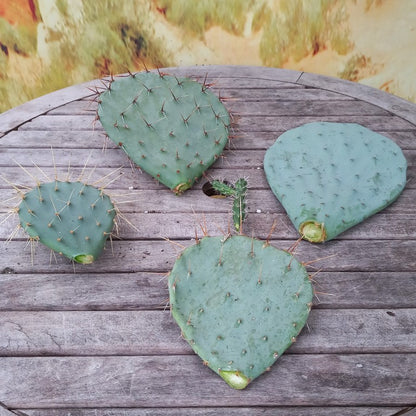 Set winterhardy cactus discs