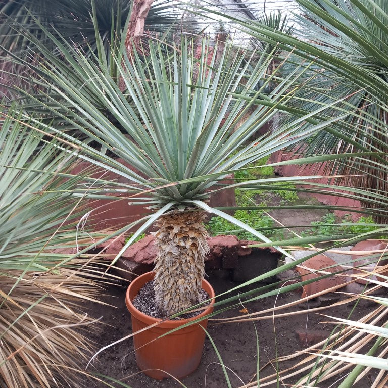 Yucca rigida