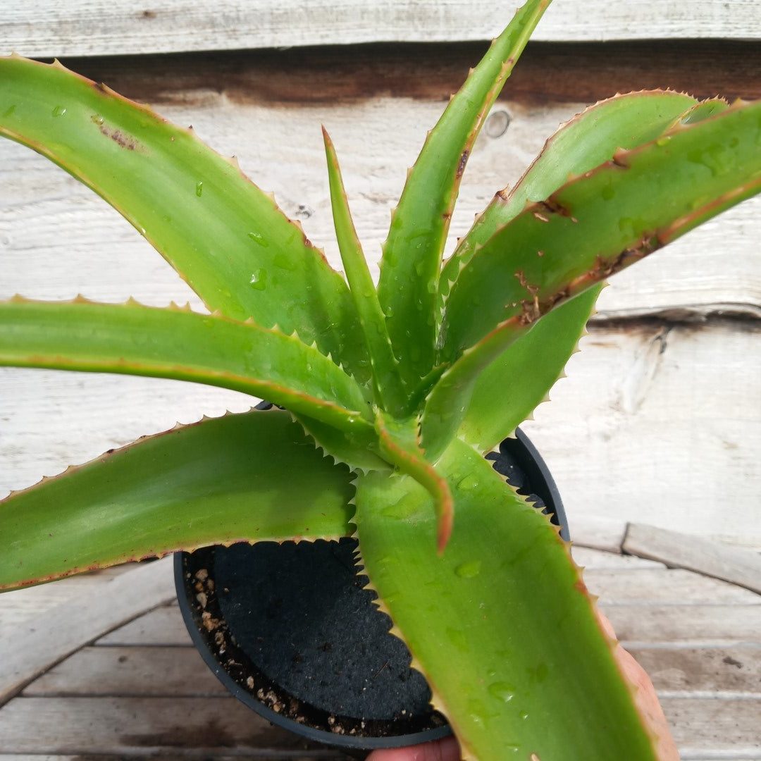 Aloe helenae