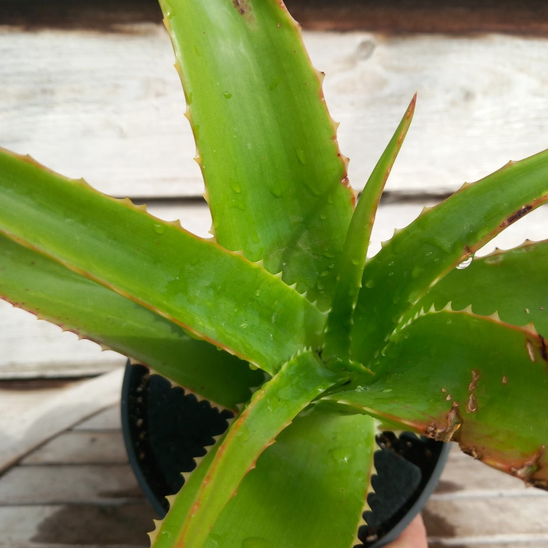 Aloe helenae