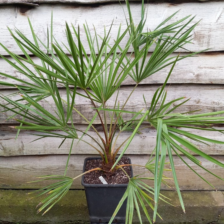 Livistona australis, stam 17-20 cm