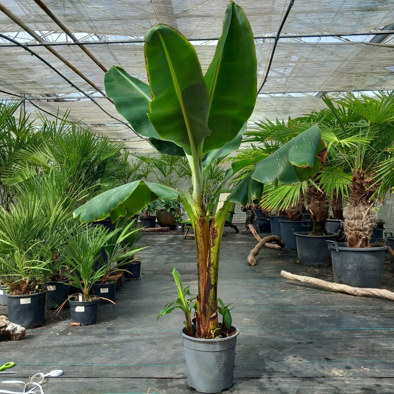 Musa acuminata Dwarf Cavendish Tropical Centre