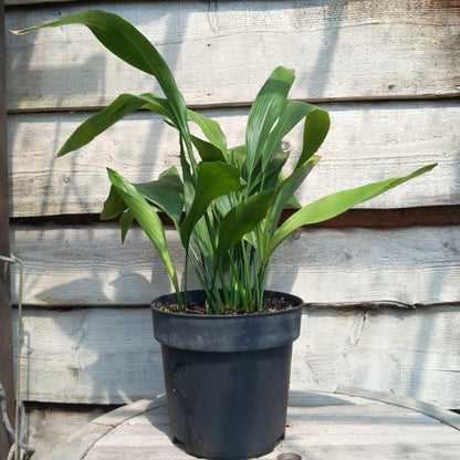 Aspidistra elatior