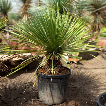 Yucca rostrata