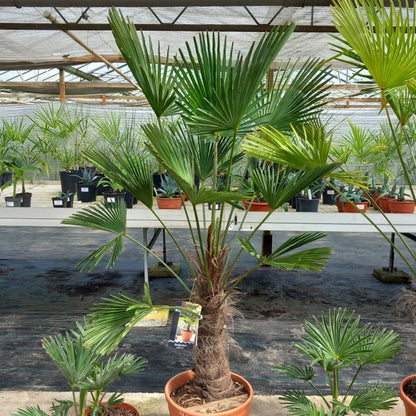 Trachycarpus wagnerianus