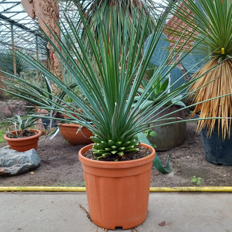 Agave striata