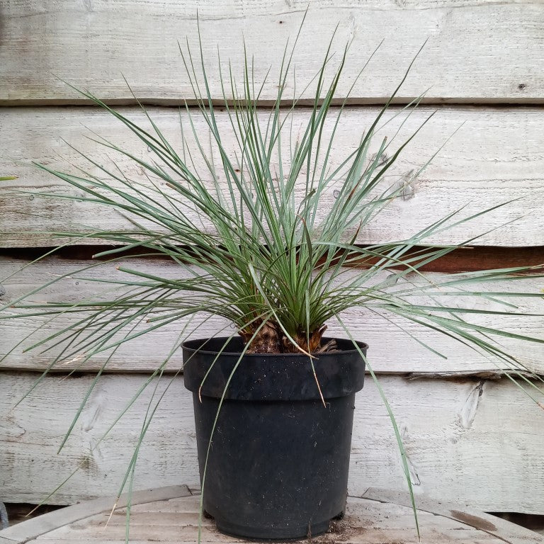 Yucca rostrata double