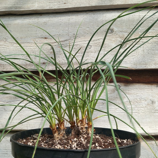 Yucca hybrid (flaccida x glauca) x (flaccida bright edge x glauca)