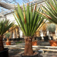 Yucca faxoniana, stem/plant/total 60/140/170 cm