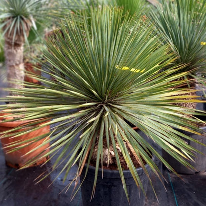 Yucca rostrata