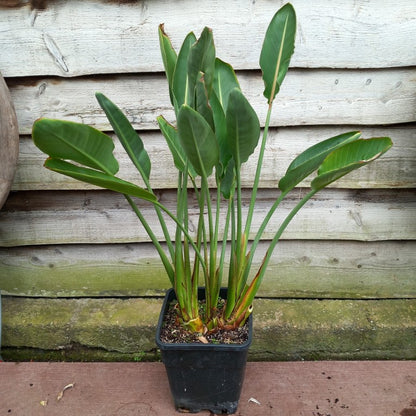 Strelitzia reginae