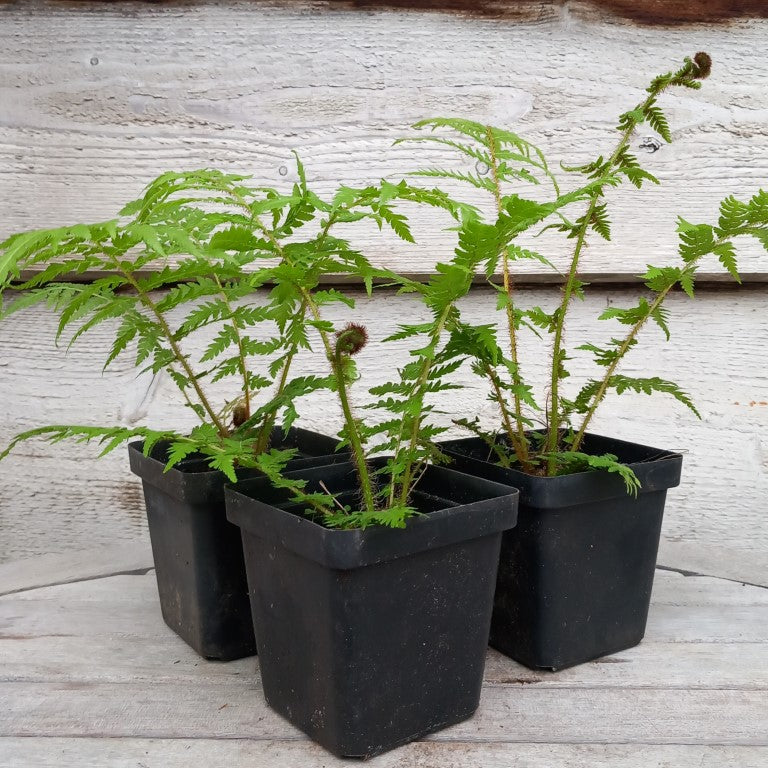 Cyathea cooperi