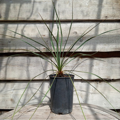 Yucca louisianensis x reverchonii