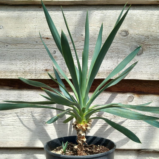 Yucca hybrid: gloriosa x filamentosa