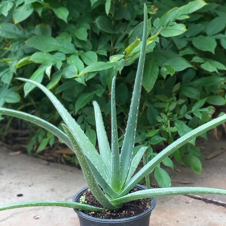 Aloe vera barbadensis