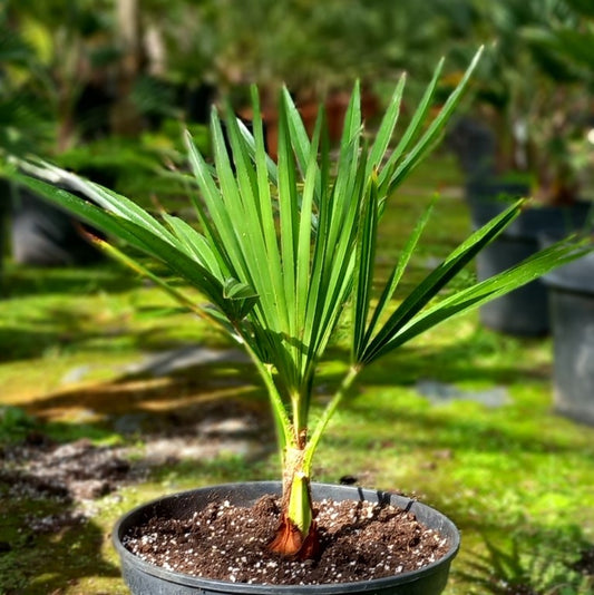 Trachycarpus hybrid: wagnerianus x princeps