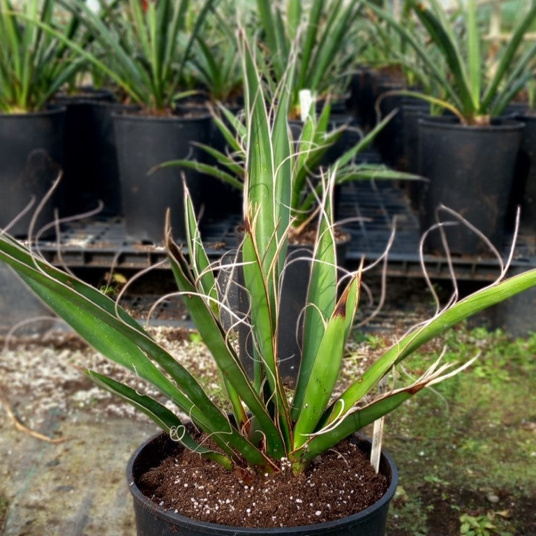 Yucca carnerosana