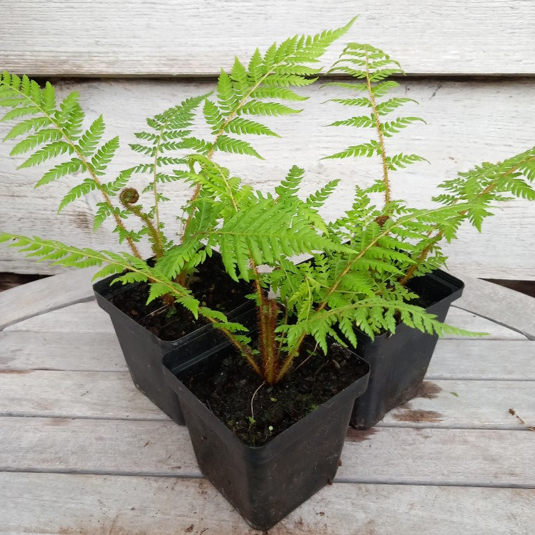 Cyathea new caledonian