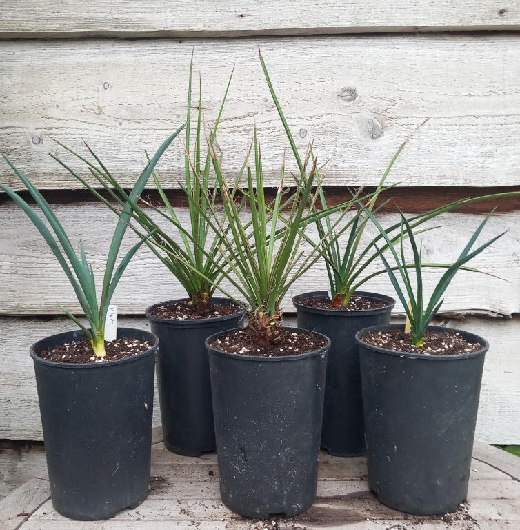 Yucca torreyi, mixtecana, periculosa, filifera, hybrid linearifolia galeana x treculeana