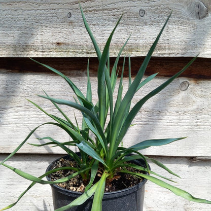 Yucca hybrid: gloriosa x recurvifolia