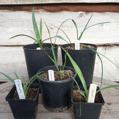 Yucca baccata, faxoniana, coahuilensis, elata, capensis