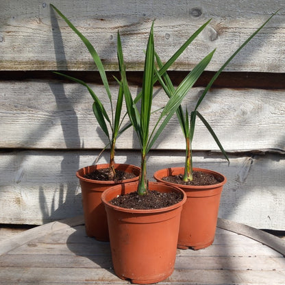 Butia capitata var. odorata