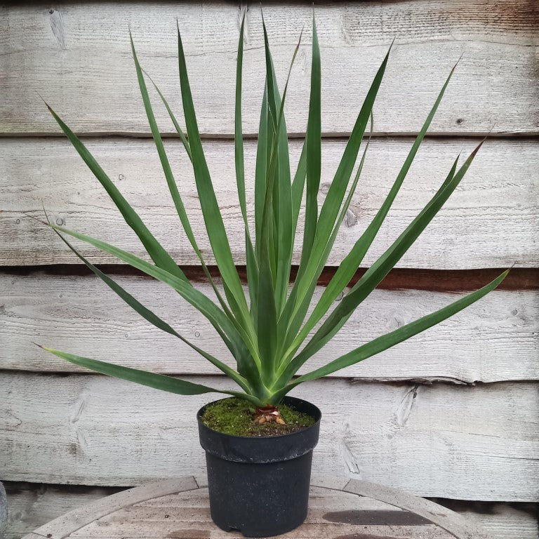 Dracaena draco, total 80 cm, pot 20 cm