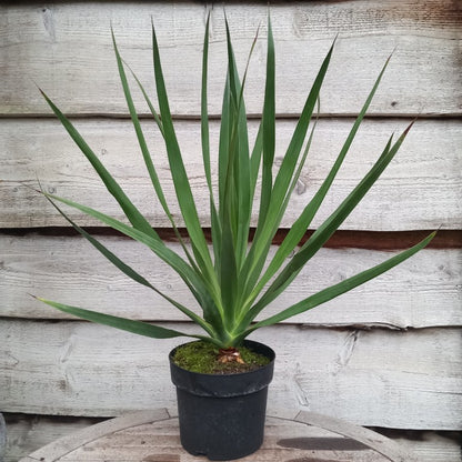 Dracaena draco, total 80 cm, pot 20 cm