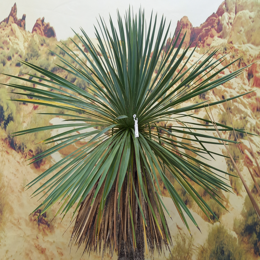 Yucca linearifolia hybrid
