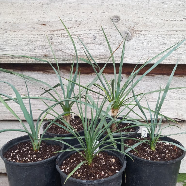 Yucca schottii, rigida, linearifolia, thompsoniana, rostrata