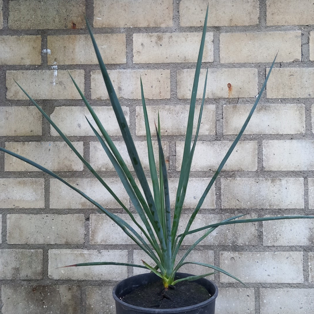 Yucca hybride linearifolia galeana x treculeana plant/total 45/66 cm (No. 3)