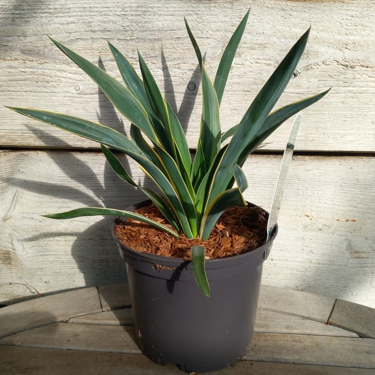 Yucca gloriosa variegata