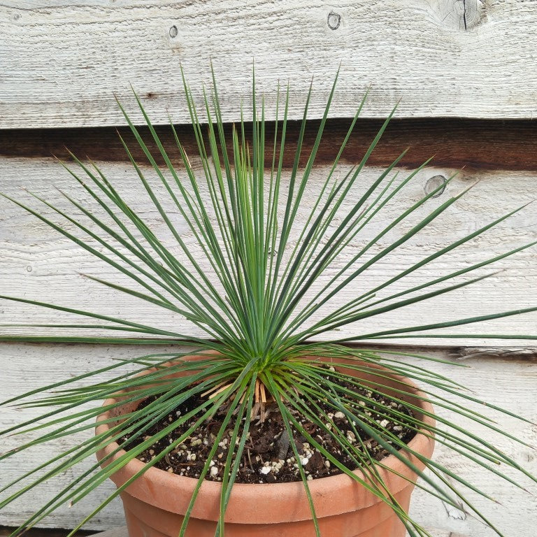 Yucca linearifolia