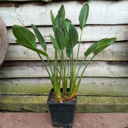 Strelitzia reginae