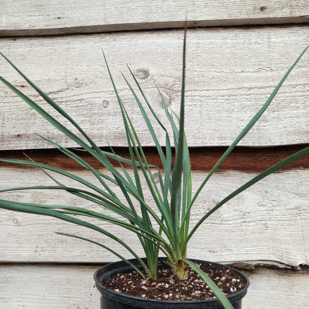 Yucca hybrid: fil/flax x sp. piedras negras (No. 201)