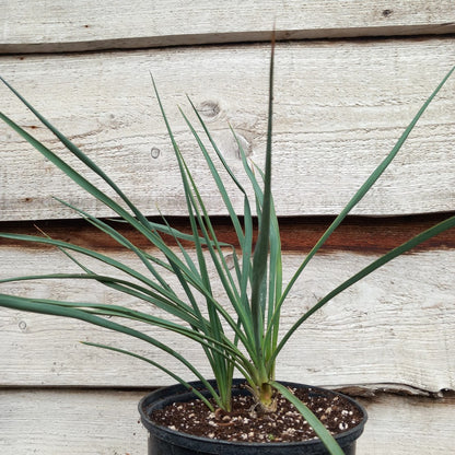Yucca hybrid: fil/flax x sp. piedras negras (No. 201)