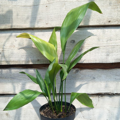 Aspidistra elatior, total 70-90 cm, 5 ltr. pot