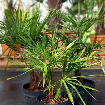 Trachycarpus fortunei