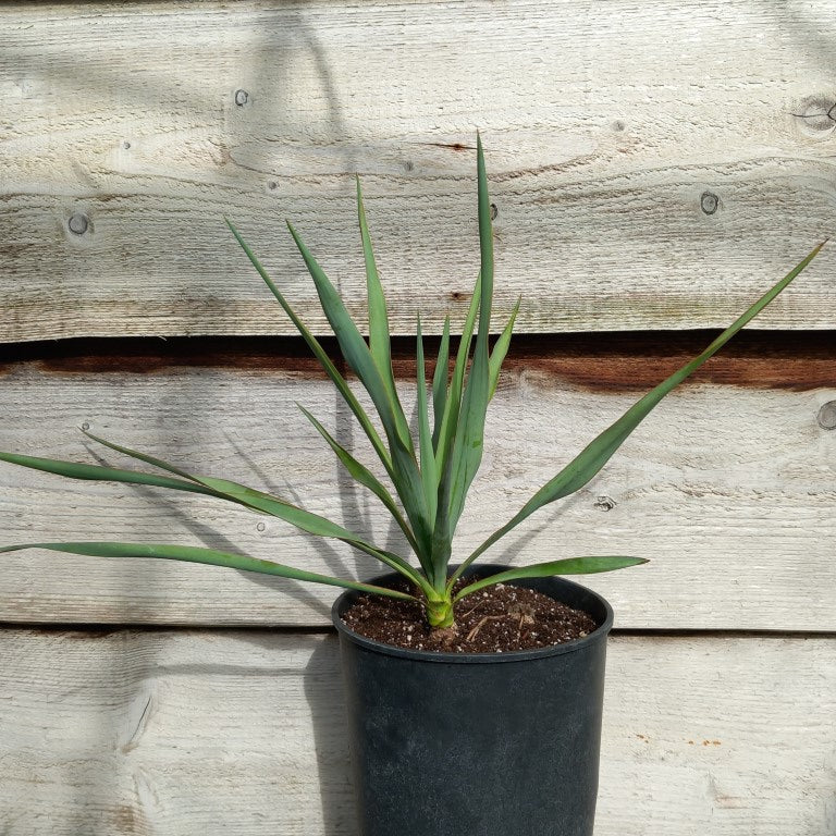 Yucca hybrid: pallida x elegans