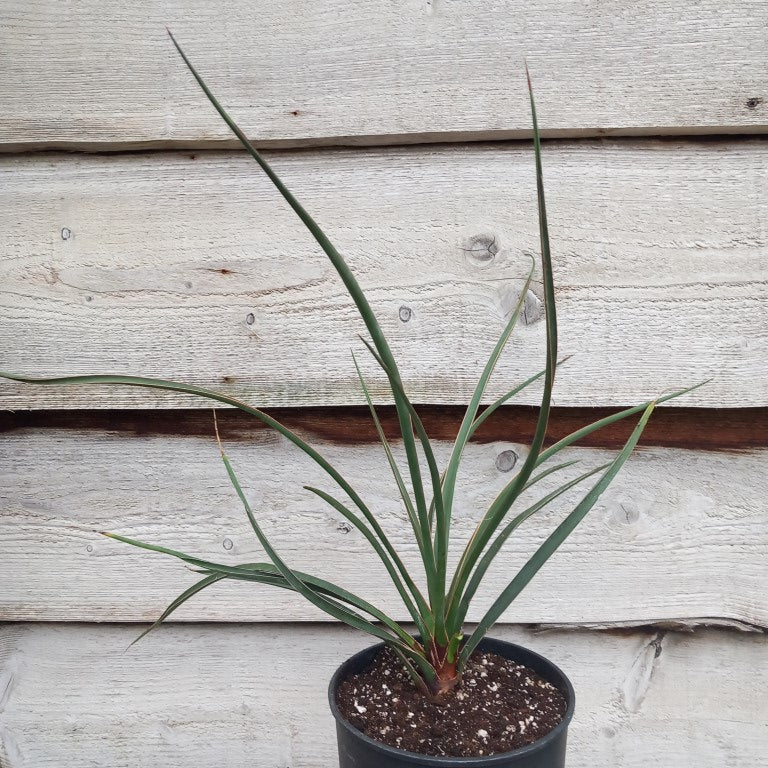 Yucca no name, stem/plant/total 6/53/73 cm