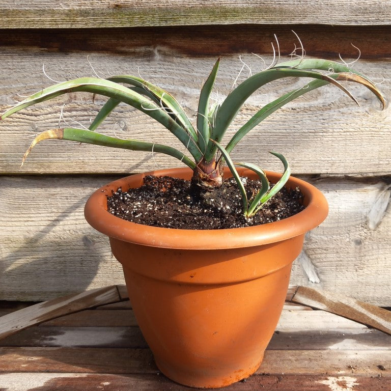 Yucca baccata